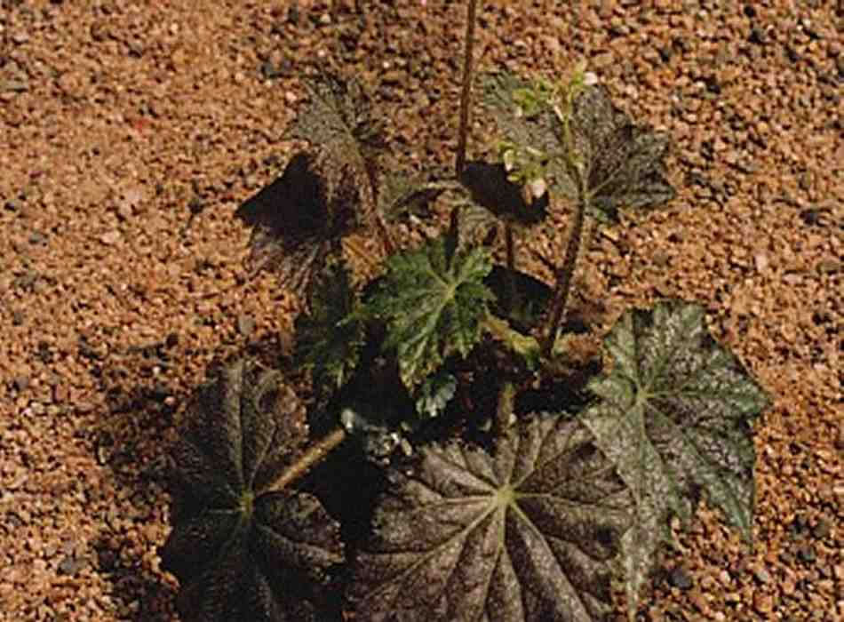 B. ‘Sparkling Stella’